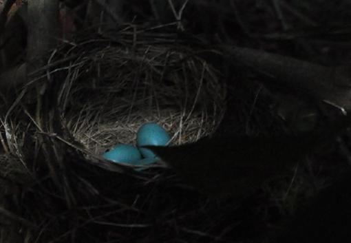 robin's eggs